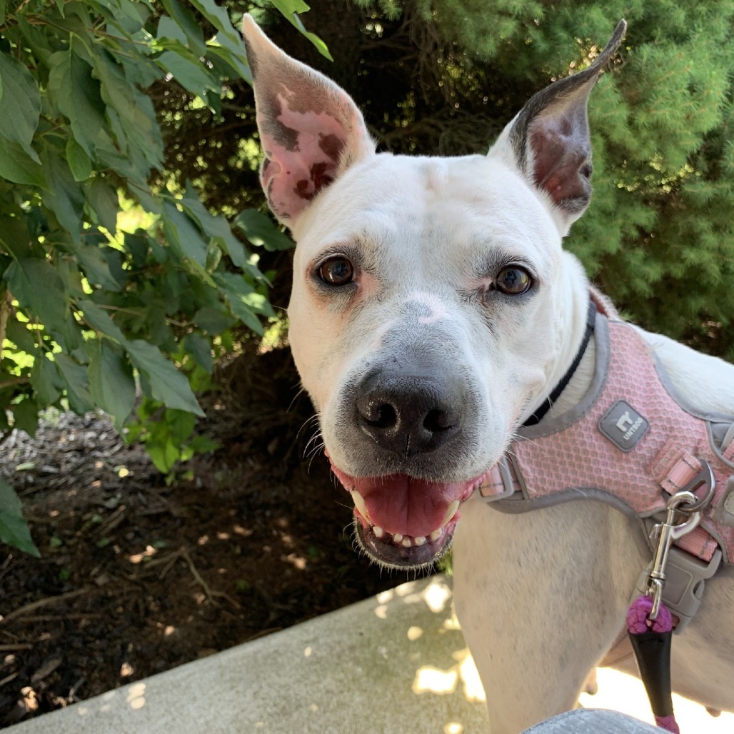 Duckie-IN FOSTER