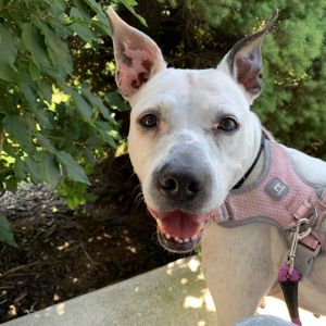 Duckie - IN FOSTER, Adult Female unknown
