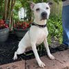 Duckie-IN FOSTER photo 2