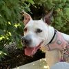 Duckie-IN FOSTER photo 4