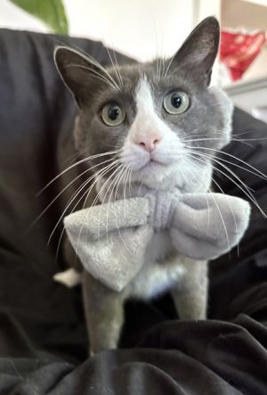 Miss District, Adult Female Domestic Short Hair