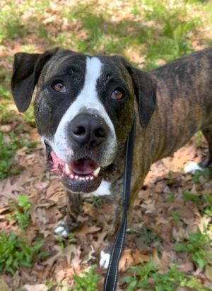 Bailey, Adult Female Hound