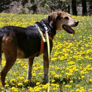 Bozeman, Adult Male Hound