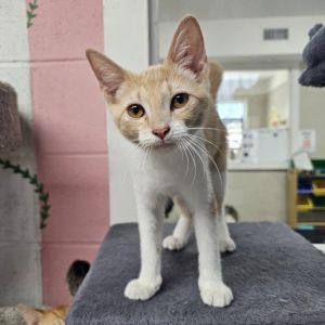 Truffles - Petsmart North, Baby Female unknown