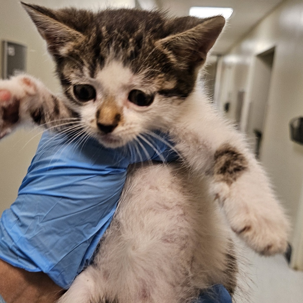 5/27/25 Jones Ave. Stray