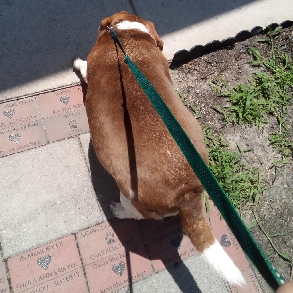 Dixie