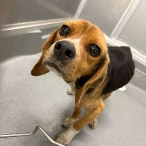 Reggie AKA Reginald, Adult Male Mixed Breed