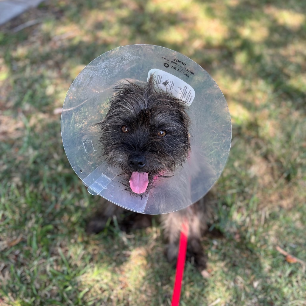 Toto