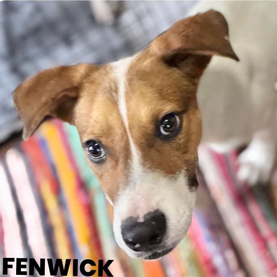 Fenwick Silvergate