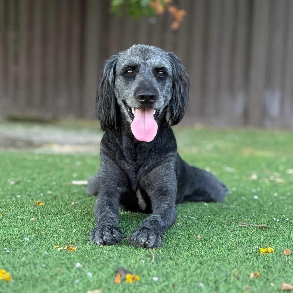 Aussie