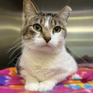 Arie, Senior Female unknown