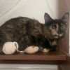 Daphne photo 3