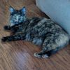 Daphne photo 4