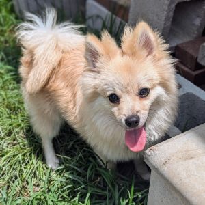 Meet Randy Marsh Randy is a 9-pound 6-month-old Pomeranian with a big voice and an even bigger hea