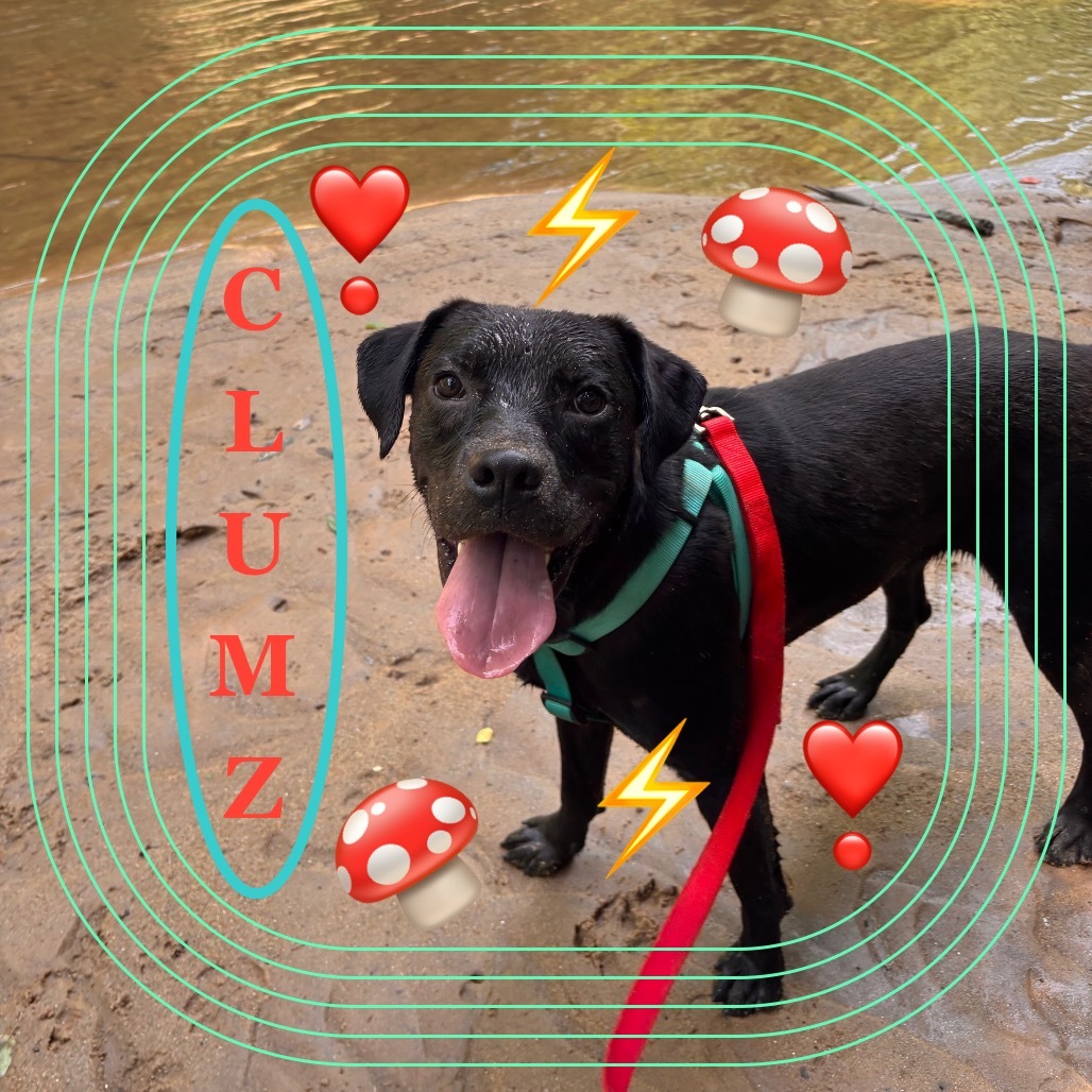 Clumz