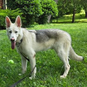 Bobo, Young Male German Shepherd Dog