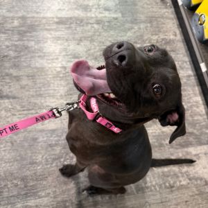 Star, Adult Female Black Labrador Retriever