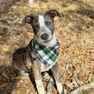 Tucker, Young Male Pit Bull Terrier