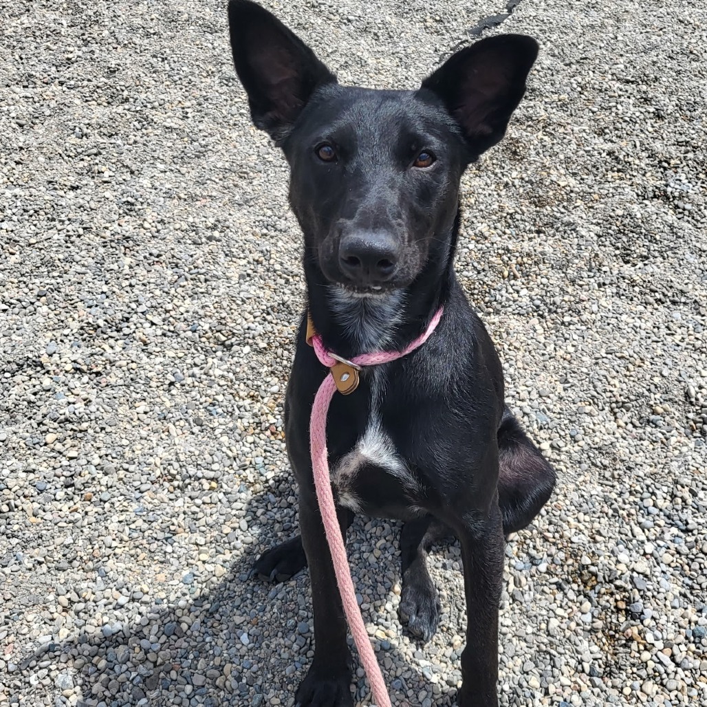 Mia