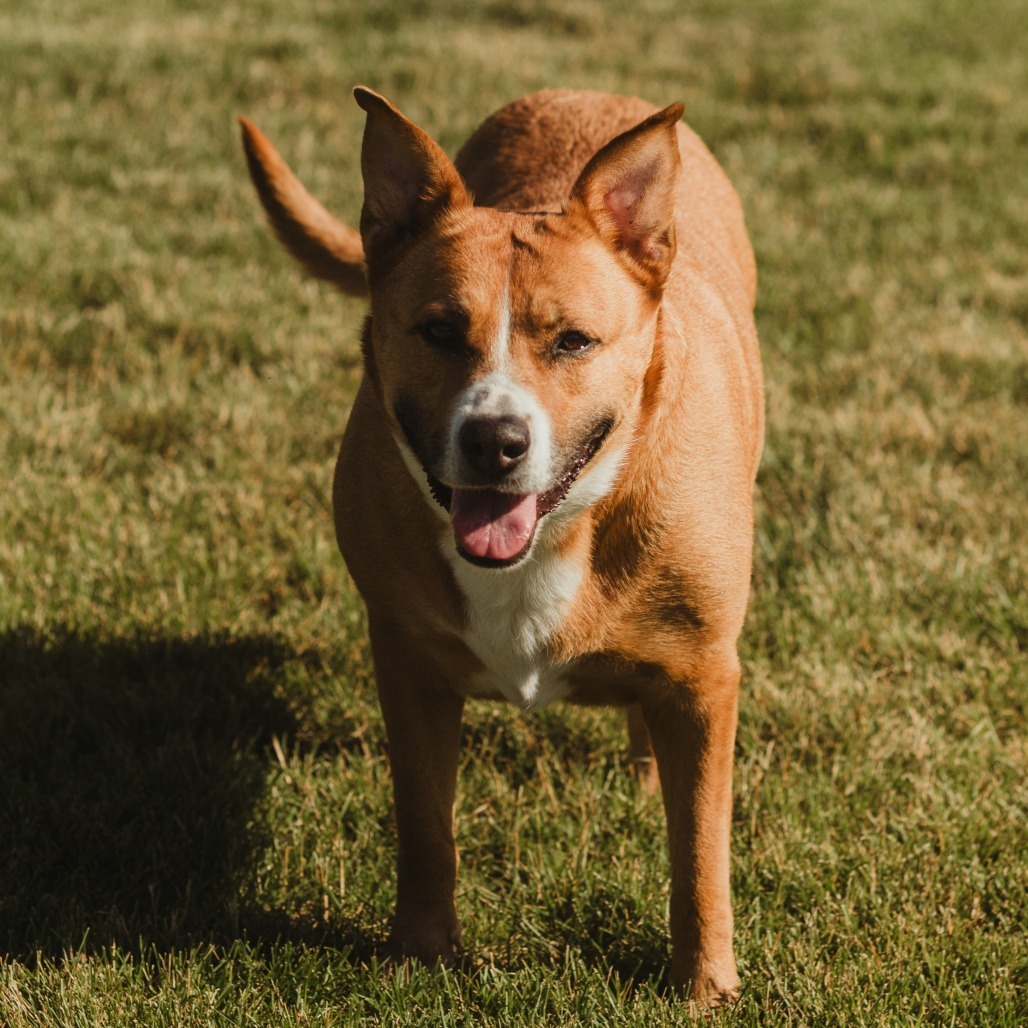 Shiba