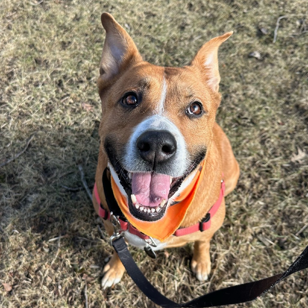 Shiba