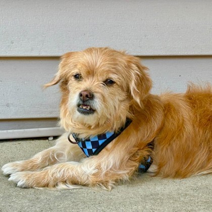Maurice, an adoptable Pekingese, Mixed Breed in Elk Grove Village, IL, 60009 | Photo Image 1