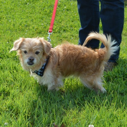 Maurice, an adoptable Pekingese, Mixed Breed in Elk Grove Village, IL, 60009 | Photo Image 2