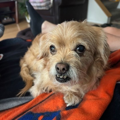 Maurice, an adoptable Pekingese, Mixed Breed in Elk Grove Village, IL, 60009 | Photo Image 3