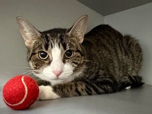 A volunteer writes Moons world turned upside down when her owners moved to a place not allowing pe