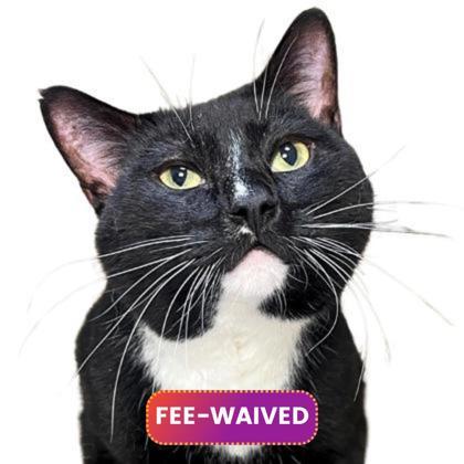 Gentleman, an adoptable Domestic Medium Hair, Domestic Short Hair in Reno, NV, 89512 | Photo Image 1