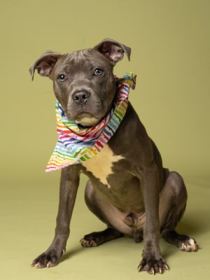 Hummel Pit Bull Terrier Dog