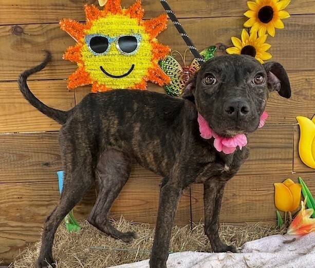 Pup Star