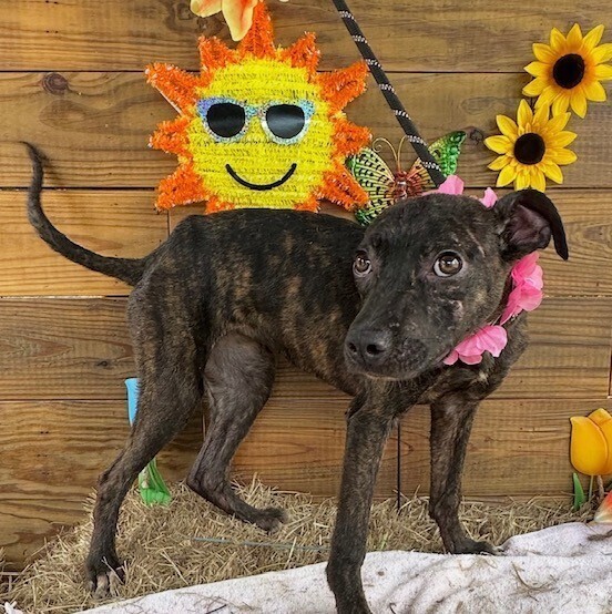 Pup Star