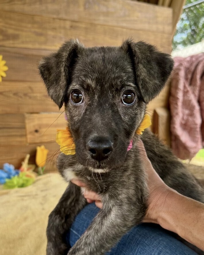Pup Daisy