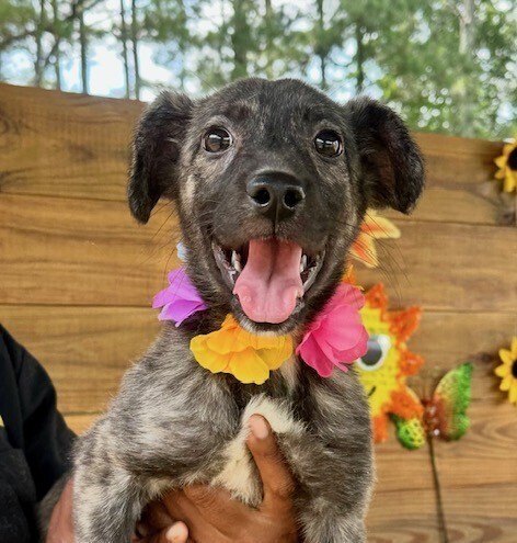 Pup Daisy