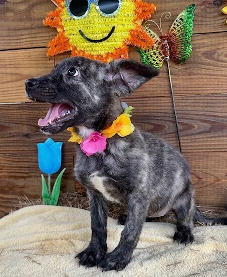Pup Daisy