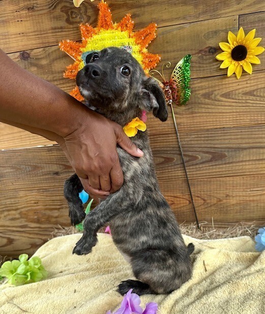 Pup Daisy