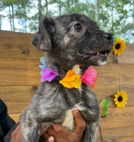 Pup Daisy