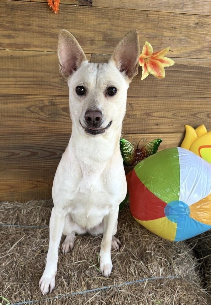 Yoda aka Birdie