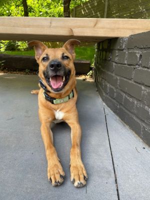Twila, Young Female Terrier