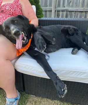 Niko, Senior Male Labrador Retriever
