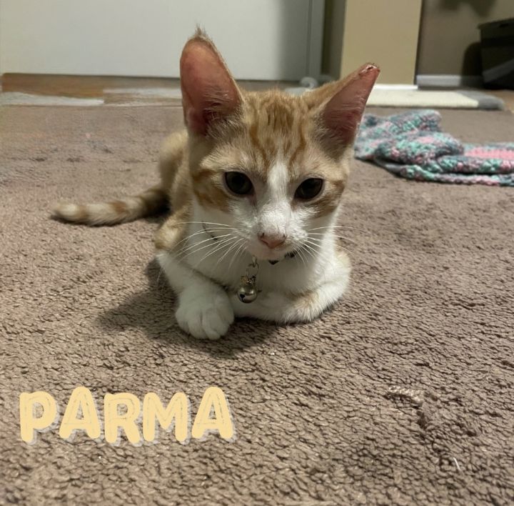 Parma 2