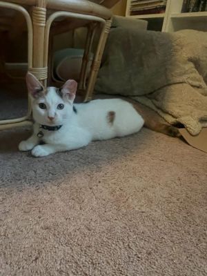 Lucca, Baby Female Domestic Short Hair