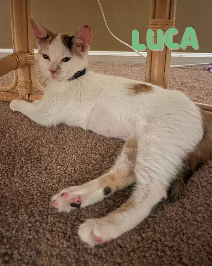 Lucca 5