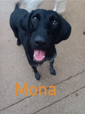 AC Mona