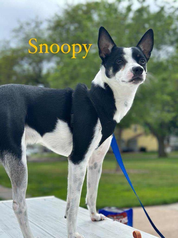 AC Snoopy
