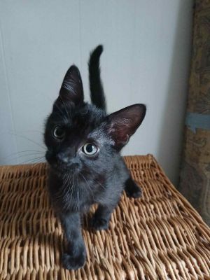 Soot