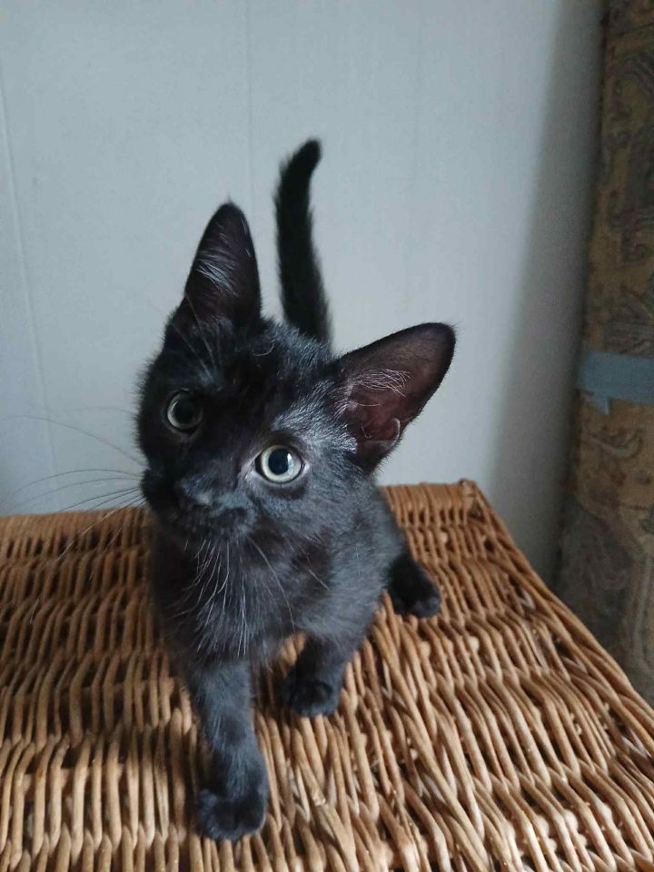 Soot 1