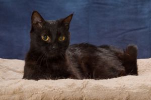 Tina, Young Female Domestic Short Hair