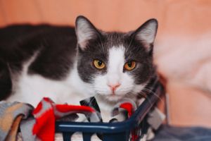 81617a Fay-Pounce Cat Cafe